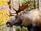 Moose Bull with big antlers, Head and Face. Male. Alaska, USA