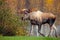 Moose Bull, Male, Alaska, USA