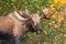 Moose Bull, Male, Alaska, USA