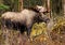 Moose Bull, Male, Alaska, USA