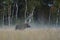 Moose bull in a misty bog at fall