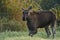 Moose Bull portrait