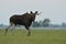 Moose bull walking