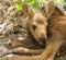 Moose Calf