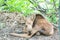 Moose Calf