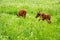 Moose calf