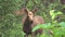 Moose calf in the bushes