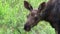 Moose Calf - Close and Personal