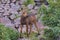 Moose Calf in the Colorado Rocky Mountains