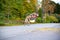 Moose calf crosses the road in Hallabrottet Kumla Sweden