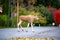 Moose calf crosses the road in Hallabrottet Kumla Sweden