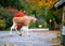 Moose calf crosses the road in Hallabrottet Kumla Sweden