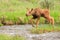 Moose Calf Crossing Stream