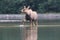 Moose calf feeding water plants in Pond in Glacier National Park in Montana,USA