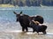 Moose and Calf at Glacier National Park