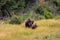 Moose and calf in a meadow of dry grass and trees. Summer in Wyoming