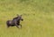 Moose Calf Prances Through Grassy Field