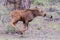 Moose Calf On The Run. Shiras Moose of The Colorado Rocky Mountains