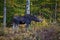 Moose Calf, Side View