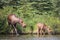 Moose and Calf Wonder Lake