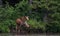 Moose calves in Algonquin Park