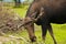 Moose close up