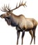 Moose, Close-up colored-pencil sketch of Elk (Moose), Alces alces. AI-Generated.