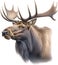 Moose, Close-up colored-pencil sketch of Elk (Moose), Alces alces. AI-Generated.