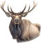 Moose, Close-up colored-pencil sketch of Elk (Moose), Alces alces. AI-Generated.