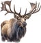 Moose, Close-up colored-pencil sketch of Elk (Moose), Alces alces. AI-Generated.