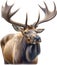 Moose, Close-up colored-pencil sketch of Elk (Moose), Alces alces. AI-Generated.