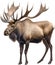 Moose, Close-up colored-pencil sketch of Elk (Moose), Alces alces. AI-Generated.