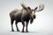 Moose close-up on a gray background. generated by AI