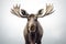Moose close-up on a gray background. generated by AI