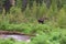 Moose in the Colorado Rocky Mountains. Cow moose feeding near a forest stream