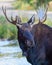 Moose in the Colorado Rocky Mountains. Drooling bull moose