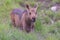 Moose in the Colorado Rocky Mountains. Mose Calf in Grass