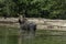 Moose Coming Out Of The Lake From A Swim