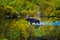 Moose in the Conundrum Creek Colorado