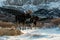 A Moose Couple Strolling through the Snowy Mountains