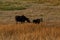 Moose cow and calf eating together in open field