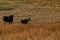 Moose cow and calf eating together in open field