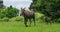 Moose cow and Calf Walking across meadow