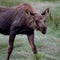 Moose Cow at Knik river, Alaska