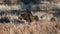 A Moose Cow Resting in a Mountain Meadow