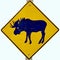 Moose crossing