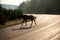 Moose crossing highway in early morning