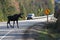 Moose Crossing Road