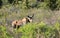 Moose at Denali National Park