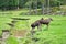 moose in the ditch on a green meadow in Scandinavia. King of the forests in Sweden